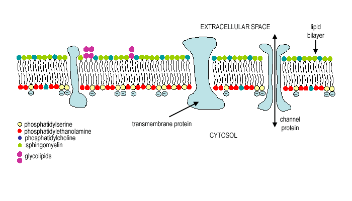 fosfatidilserino membrana