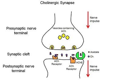 Cholinerginė sinapsė